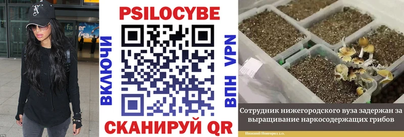 Псилоцибиновые грибы GOLDEN TEACHER  где продают   Межгорье 